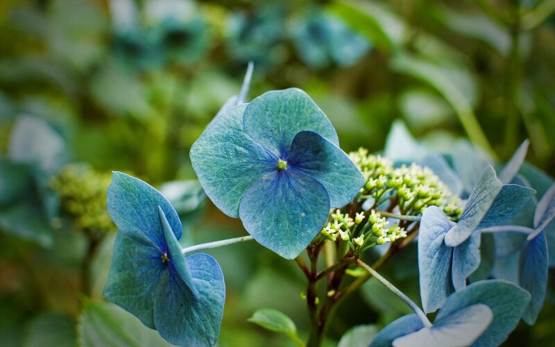 blue hydrangea flower close-up
