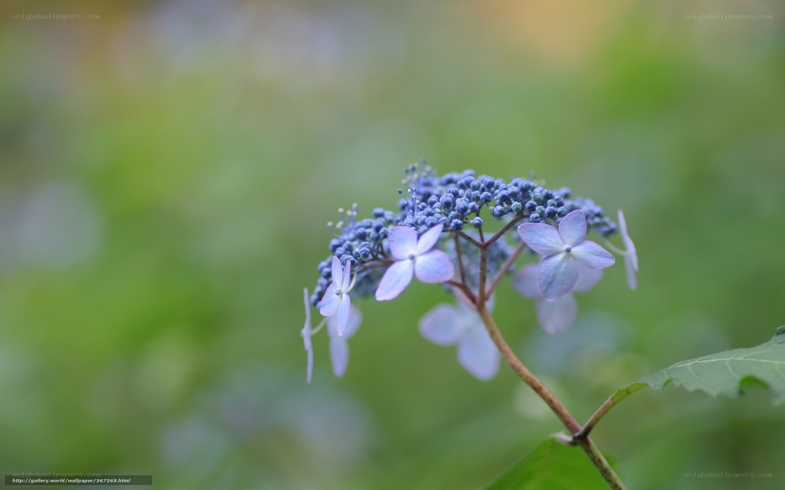 Blue hydrangea flower close-up