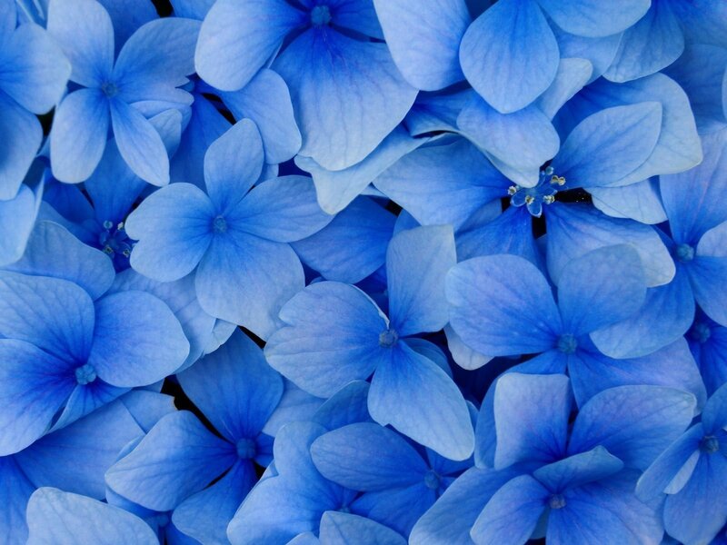 Blue hydrangea flower cluster