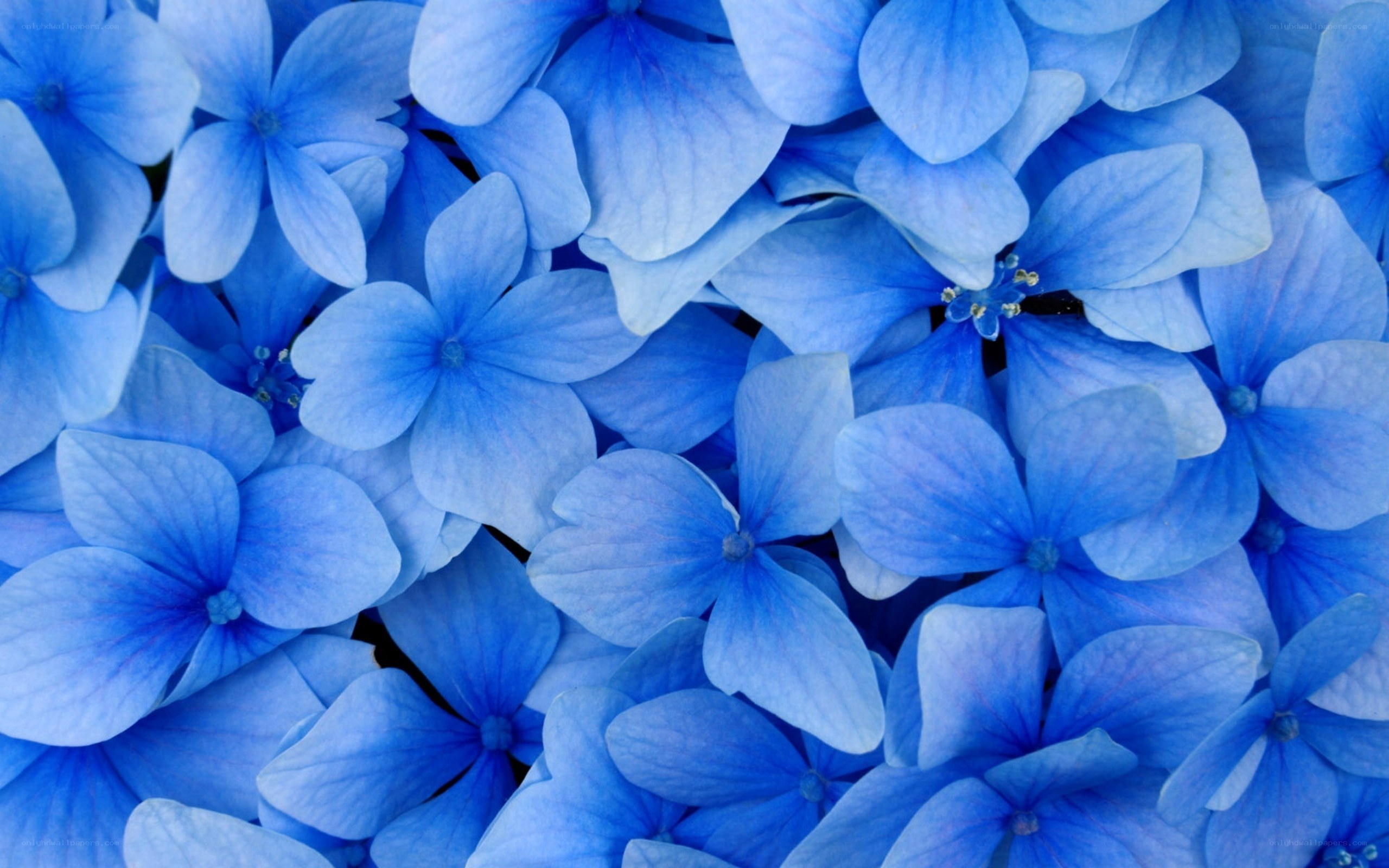 Blue hydrangea flower cluster