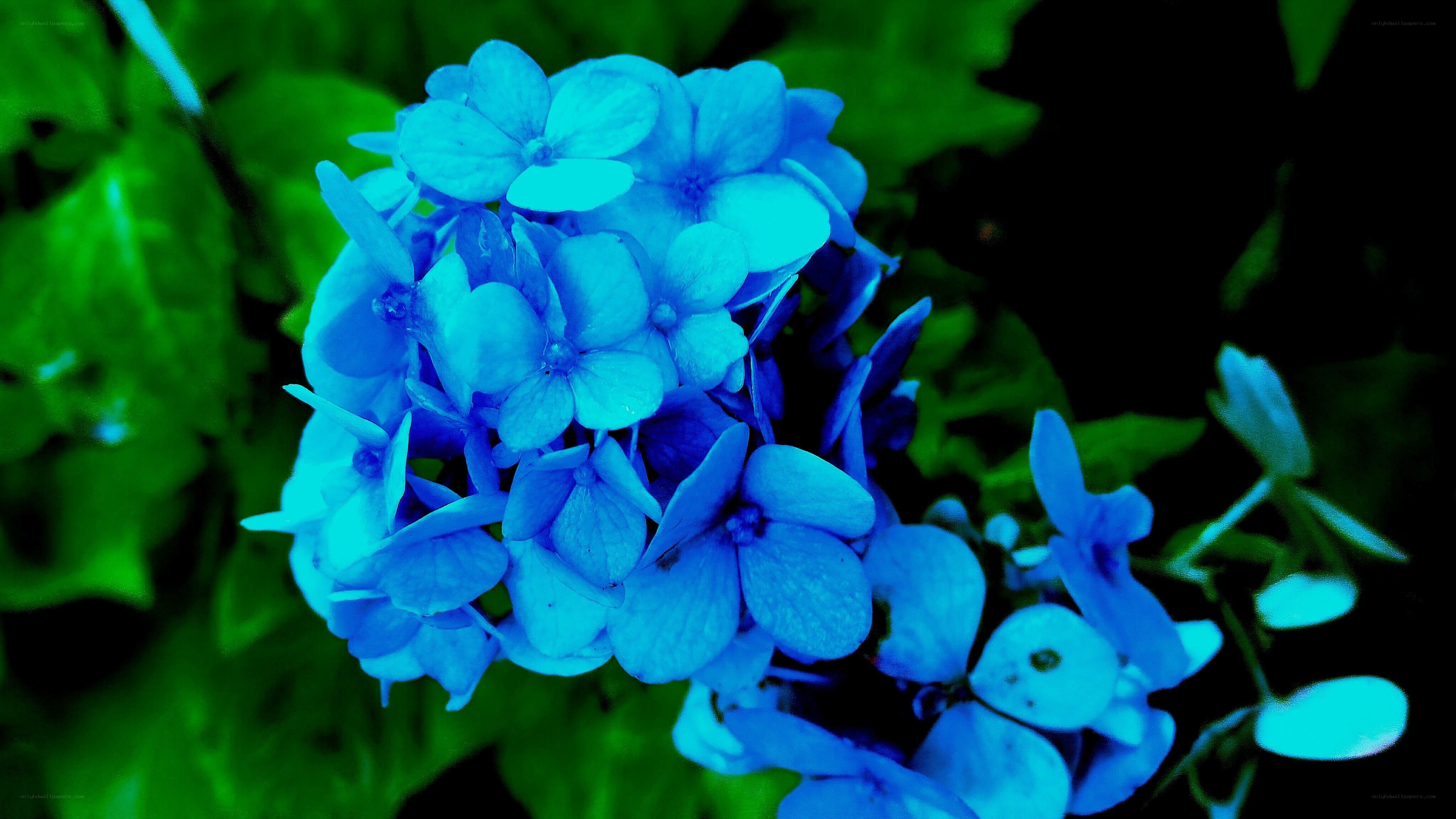 Blue hydrangea flower cluster