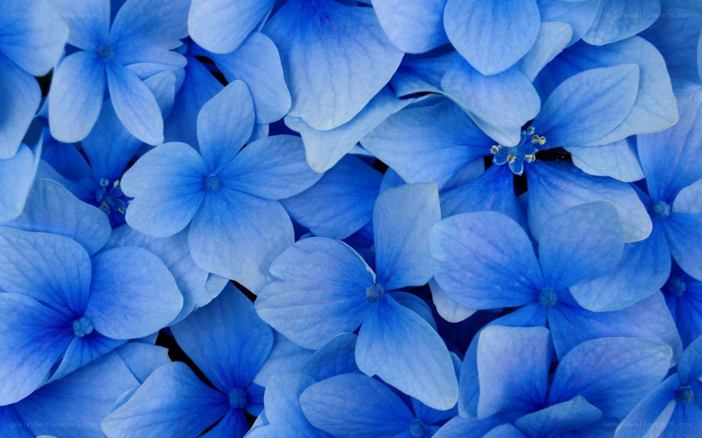 Blue hydrangea flower cluster