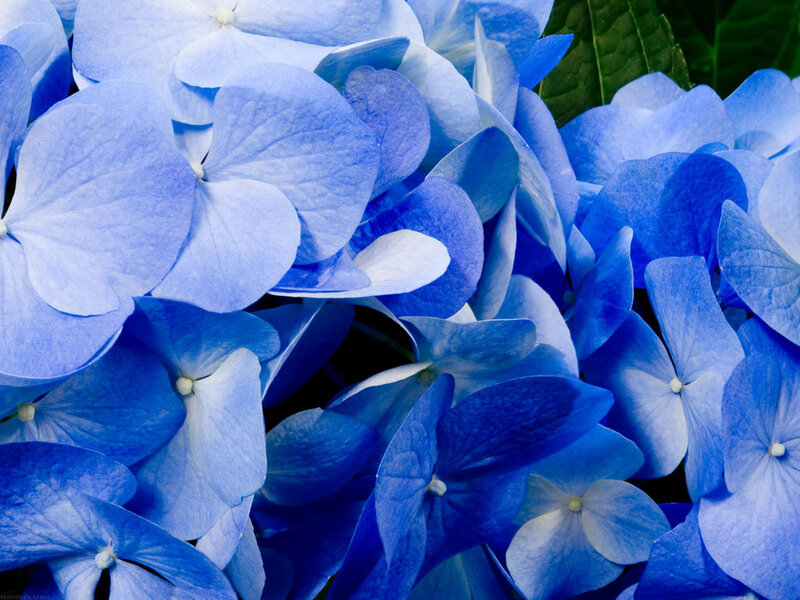 Blue hydrangea flower cluster