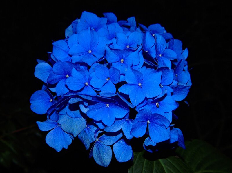 Blue Hydrangea Flower — Dramatic, Night