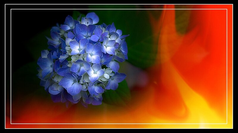 Blue Hydrangea Flower — Dramatic, Photograph, Green Leaves