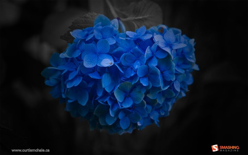 Blue Hydrangea Flower — Dramatic, Photograph, Leaf, Dark Background