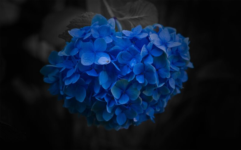 Blue Hydrangea Flower — Dramatic, Photograph, Leaf