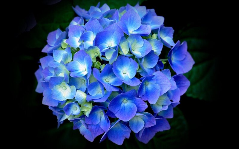 Blue Hydrangea Flower — Dramatic, Photograph, Leaves