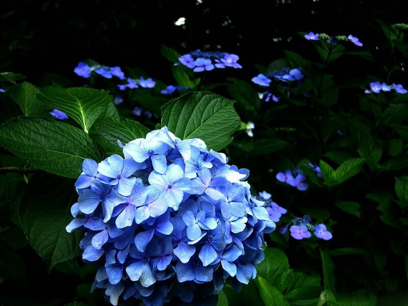 Blue Hydrangea Flower — Dramatic, Photograph
