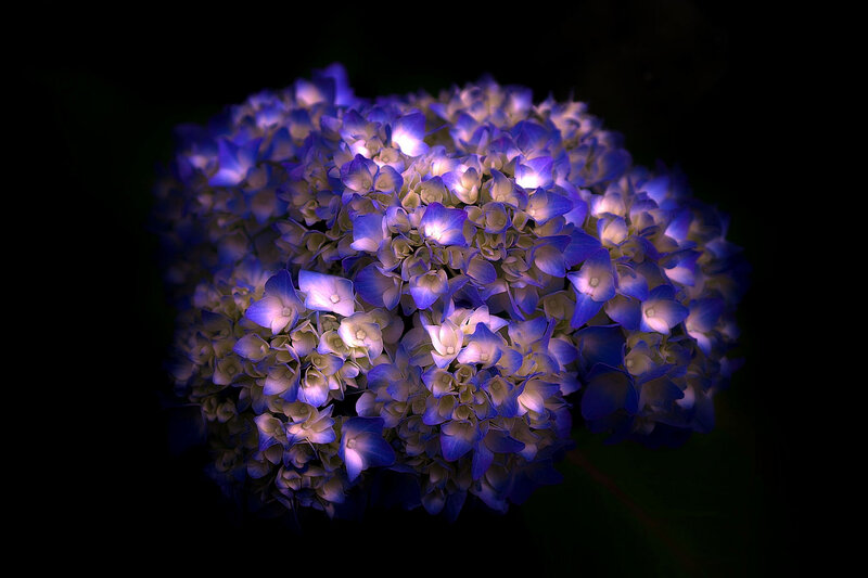 Blue Hydrangea Flower — Dramatic