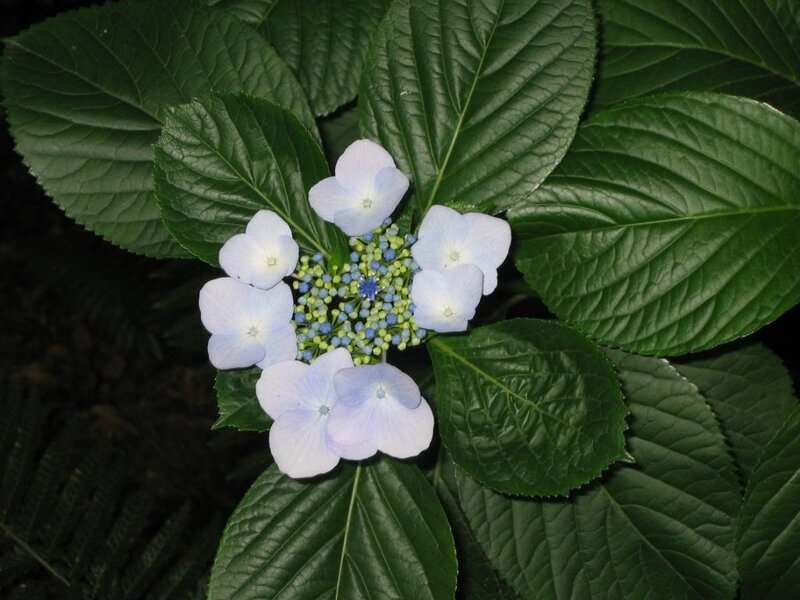 Blue Hydrangea Flower — Green, Calm