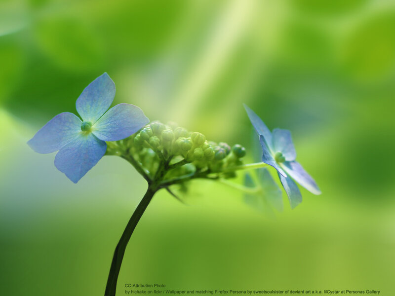 Blue Hydrangea Flower — Green