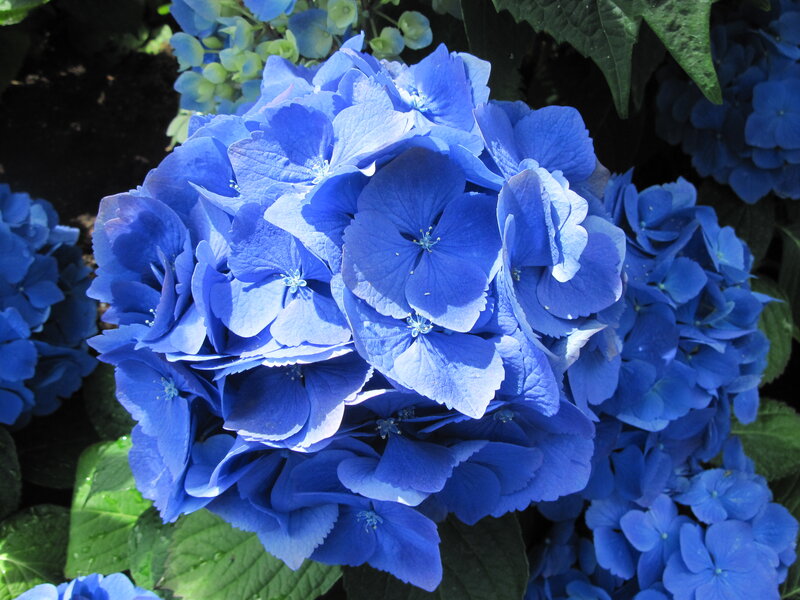 Blue Hydrangea Flower — Serene, Afternoon, Photograph, Green Leaves, Flower Cluster