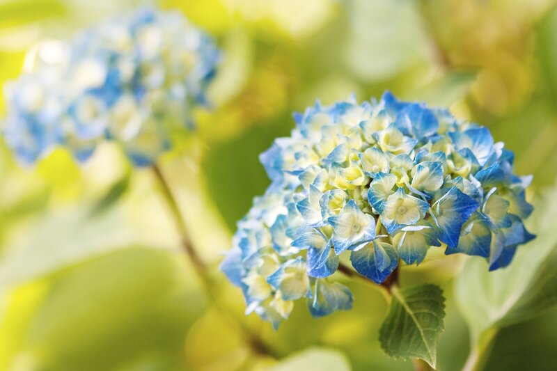 Blue Hydrangea Flower — Serene, Afternoon, Photograph, Leaf