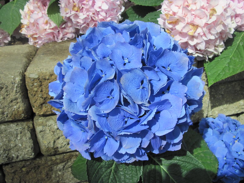 Blue Hydrangea Flower — Serene, Afternoon, Photograph, Pink Hydrangeas