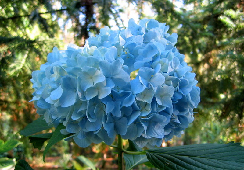 Blue Hydrangea Flower — Serene, Afternoon, Photograph