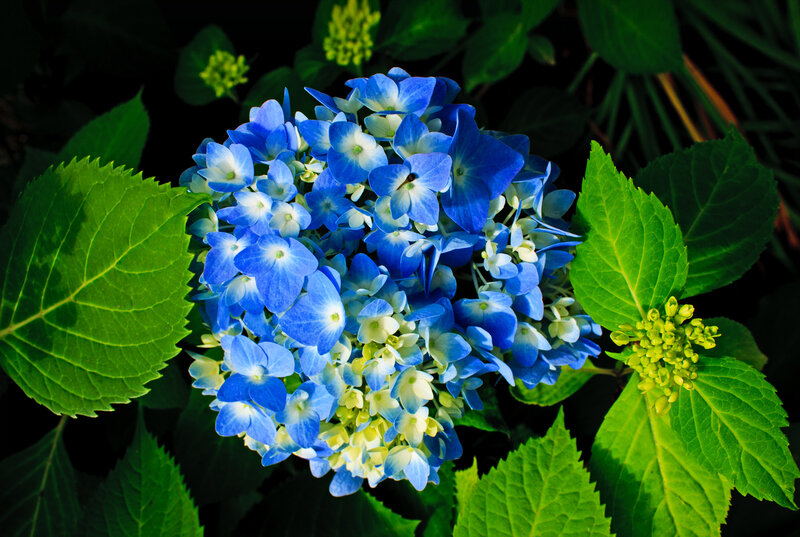 Blue Hydrangea Flower — Serene, Afternoon