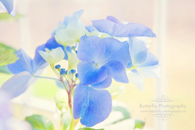 Blue Hydrangea Flower — Serene, Morning, Photograph
