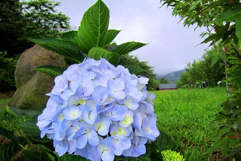 Blue Hydrangea Flower — Serene, Morning