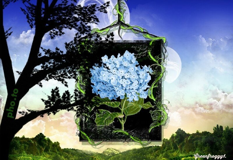 Blue Hydrangea Flower — Serene, Night