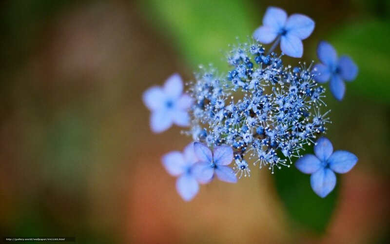 Blue Hydrangea Flower — Serene, Photograph, Bloom