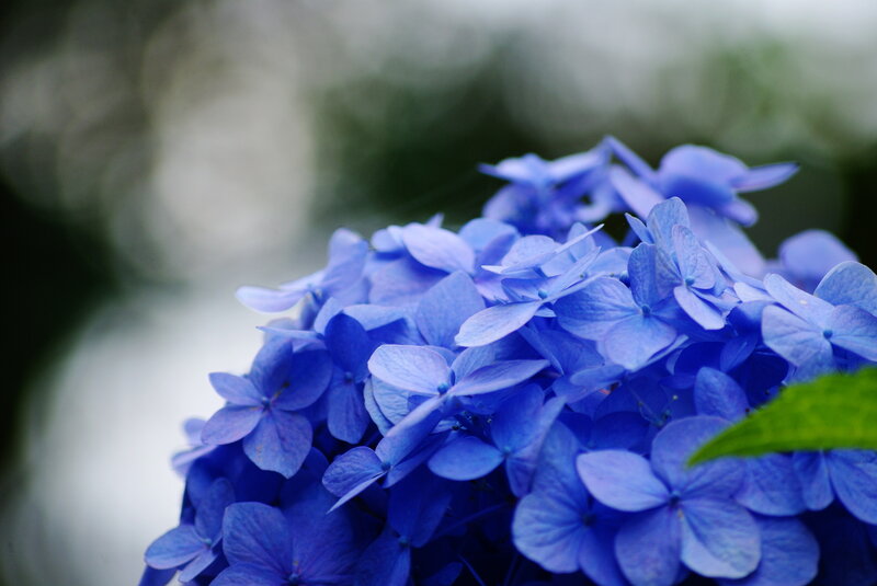 Blue Hydrangea Flower — Serene, Photograph, Green Leaf