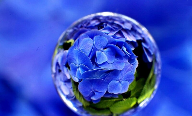 Blue Hydrangea Flower — Serene, Photograph, Green Leaves