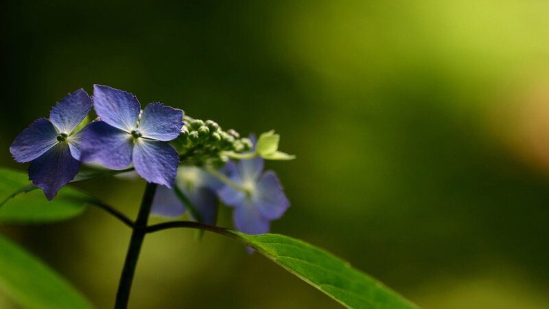 Blue Hydrangea Flower — Serene, Photograph, Leaf, Bud
