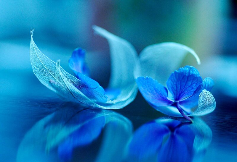 Blue Hydrangea Flower — Serene, Photograph, Leaf, Reflection