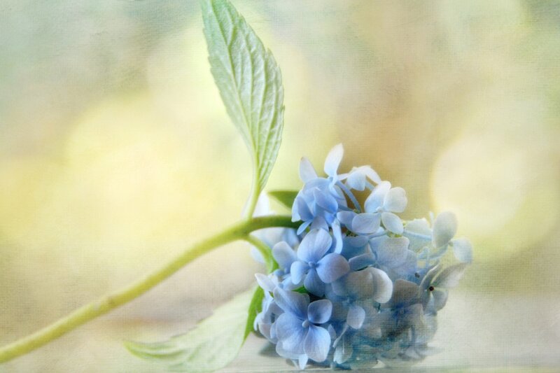 Blue Hydrangea Flower — Serene, Photograph, Leaf, Stem