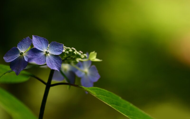 Blue Hydrangea Flower — Serene, Photograph, Leaf
