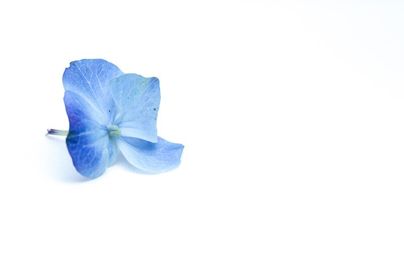 Blue Hydrangea Flower — Serene, Photograph, Petal