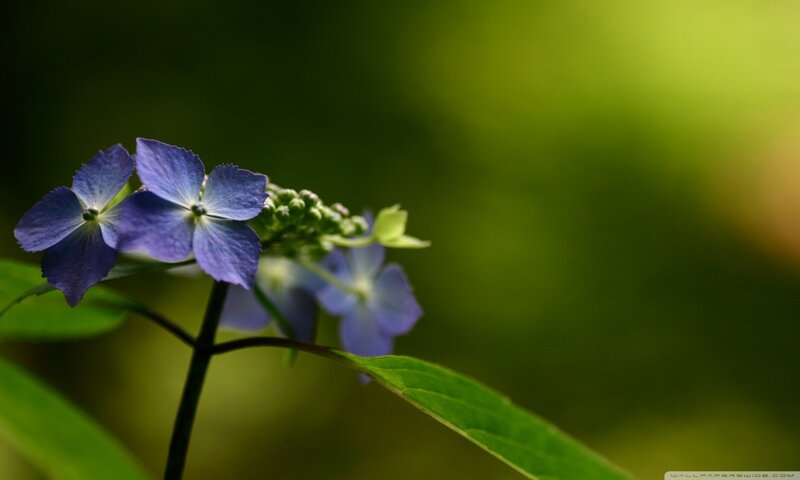 Blue Hydrangea Flower — Serene, Photograph