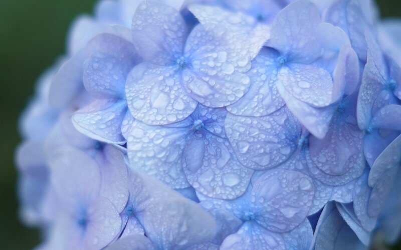 Blue Hydrangea Flower — Serene, Photograph, Water Droplets