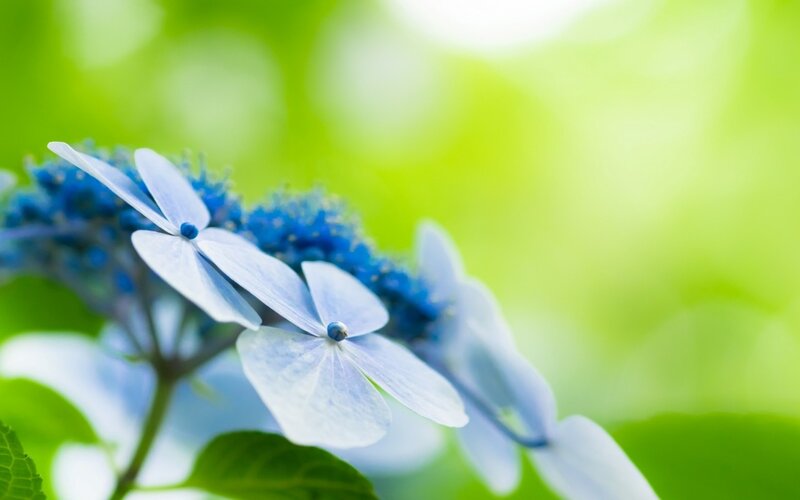 Blue Hydrangea Flower — Serene, Spring, Photograph