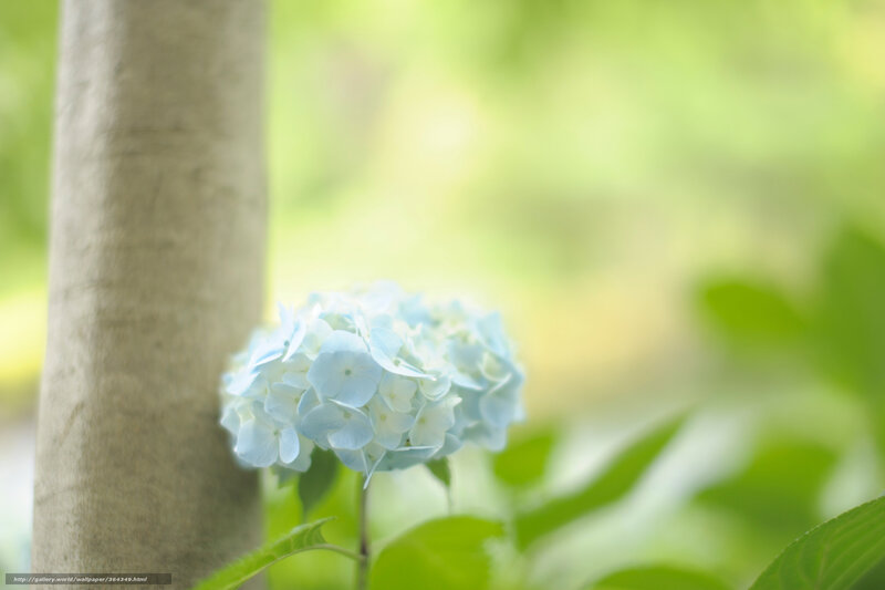 Blue Hydrangea Flower — Serene, Spring, Photograph, Tree Trunk