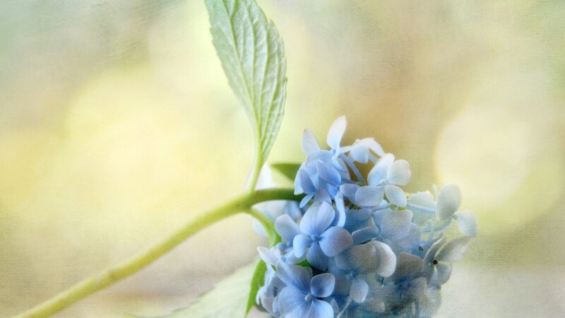 Blue Hydrangea Flower — Serene, Spring