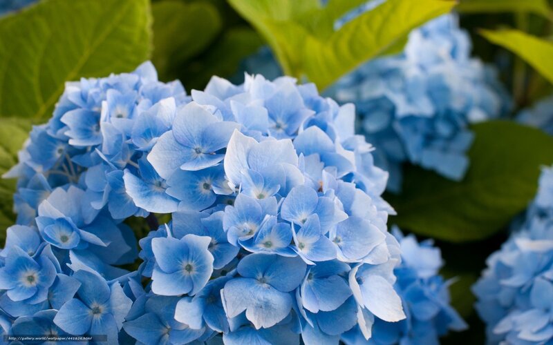 Blue Hydrangea Flower — Serene, Summer, Photograph, Green Leaves