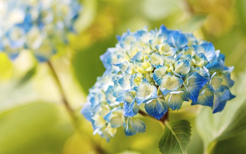 Blue Hydrangea Flower — Serene, Summer, Photograph