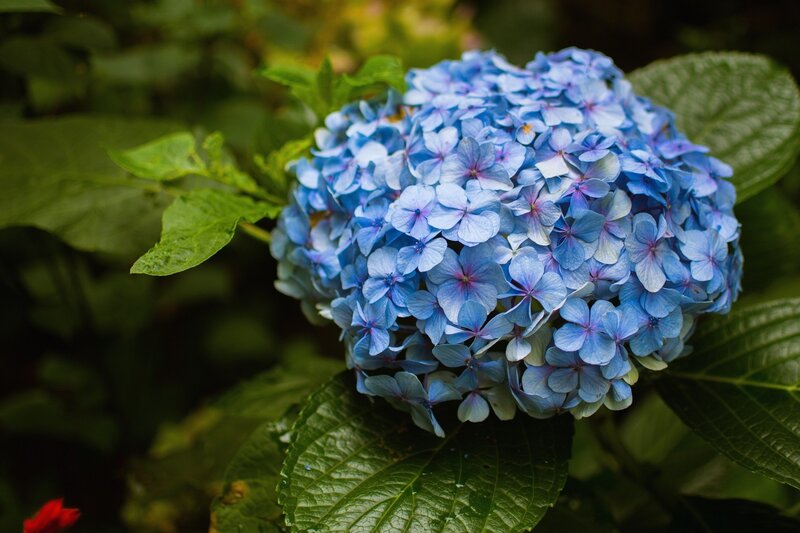 Blue Hydrangea Flower — Serene, Summer