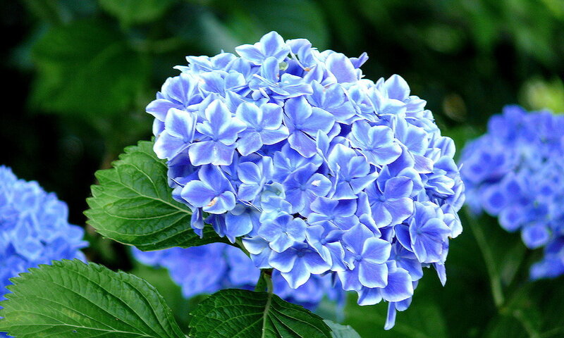 Blue Hydrangea Flower — Serene