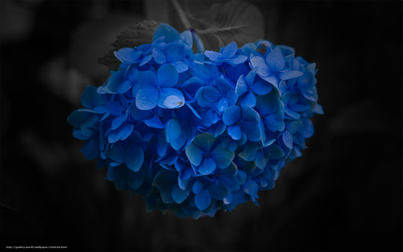 blue hydrangea flower