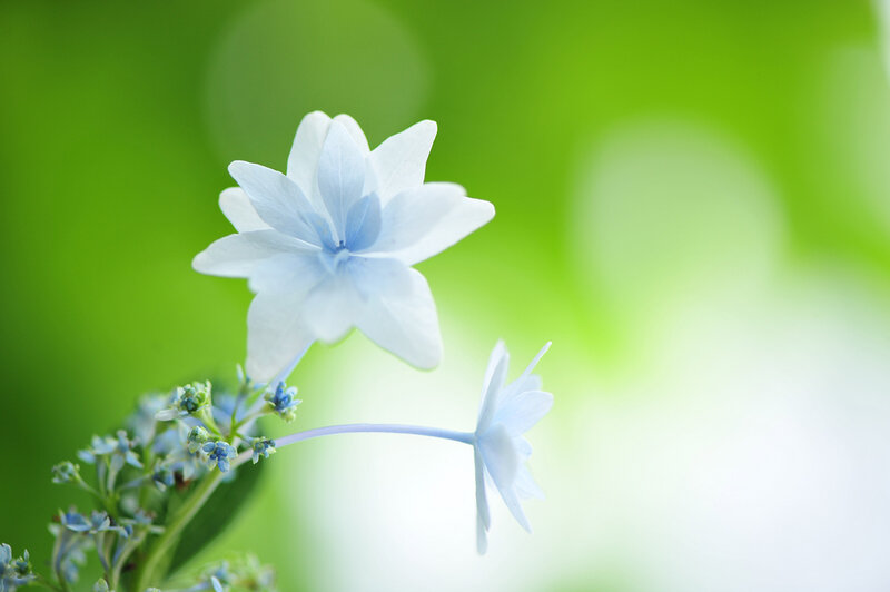 Blue Hydrangea Flower — White