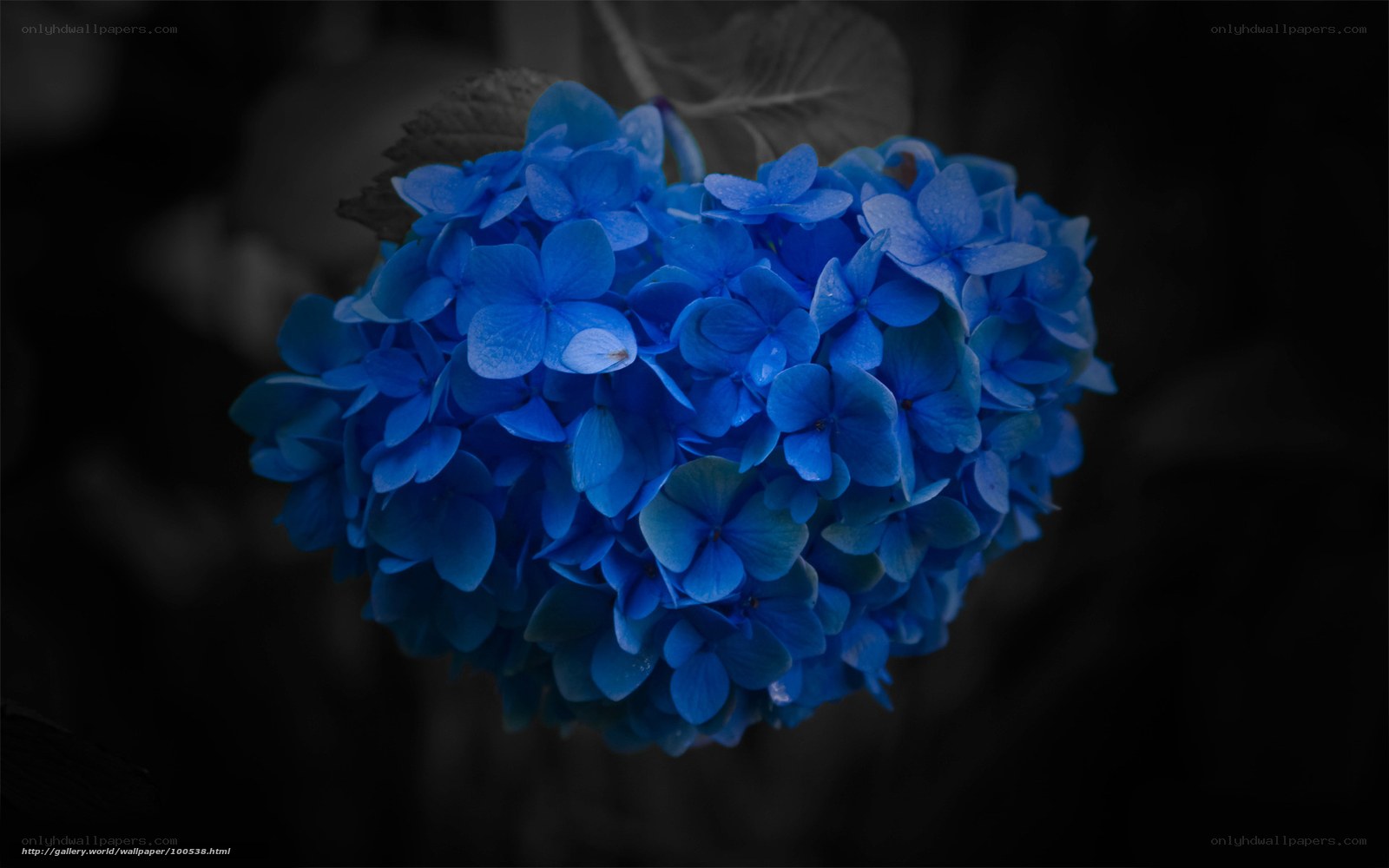 blue hydrangea flower