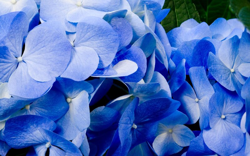 blue hydrangea flowers