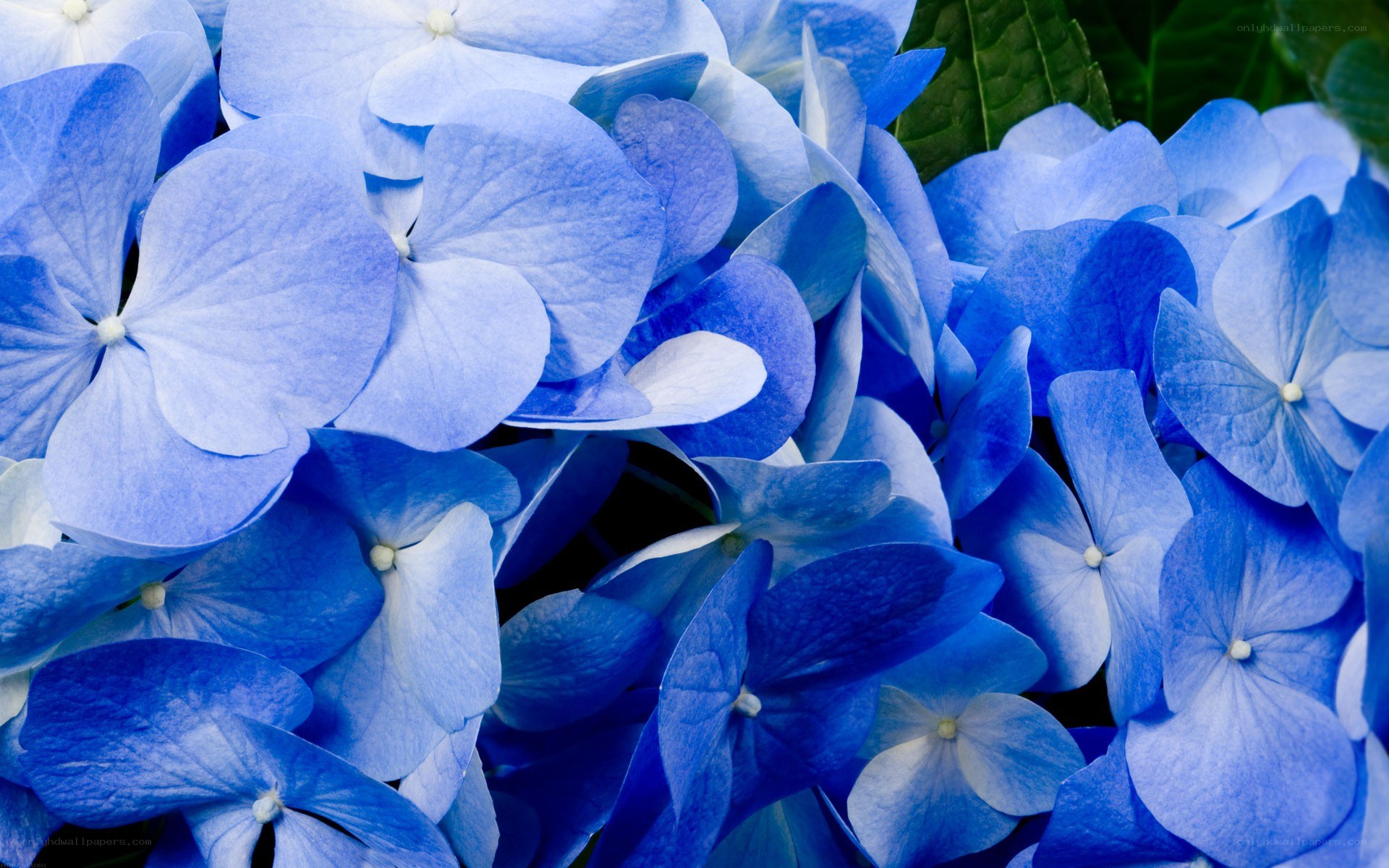 blue hydrangea flowers
