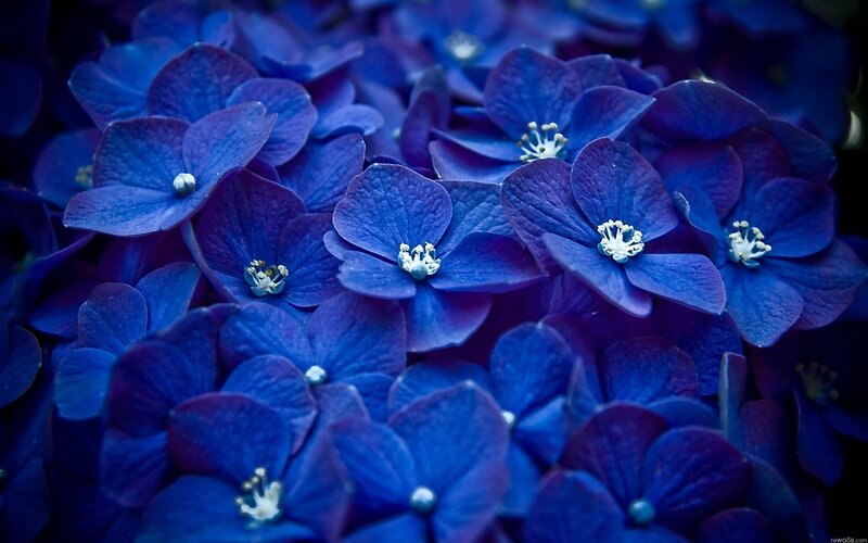 blue hydrangea flowers