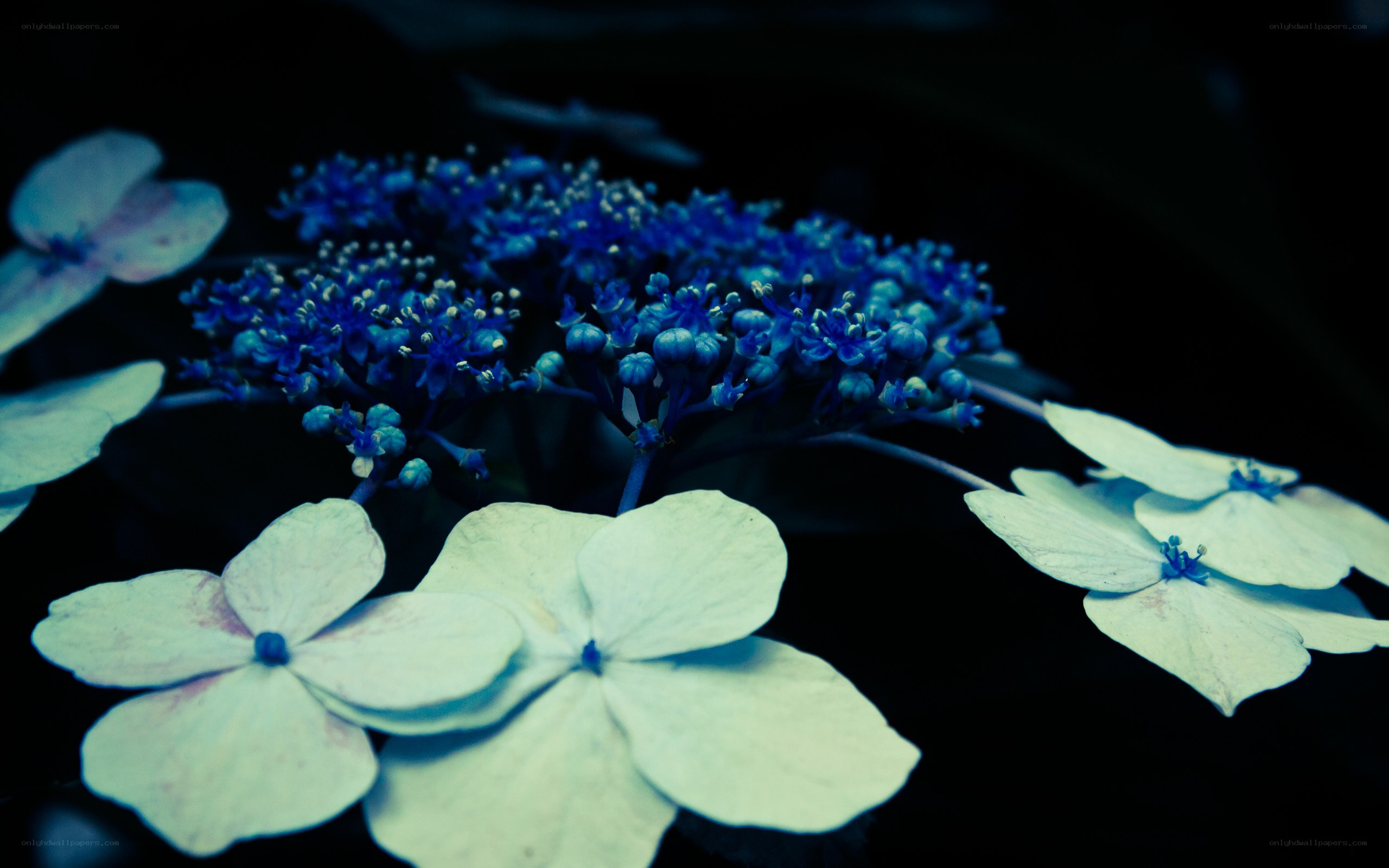 blue hydrangea flowers