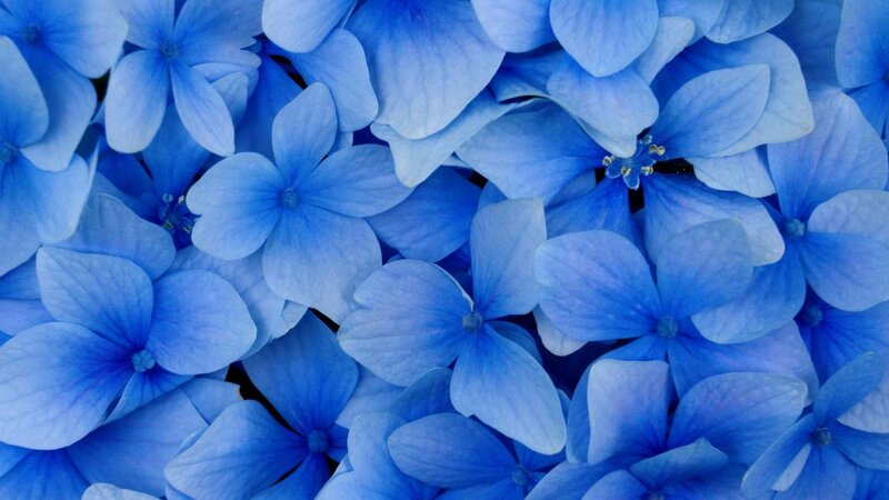 blue hydrangea flowers