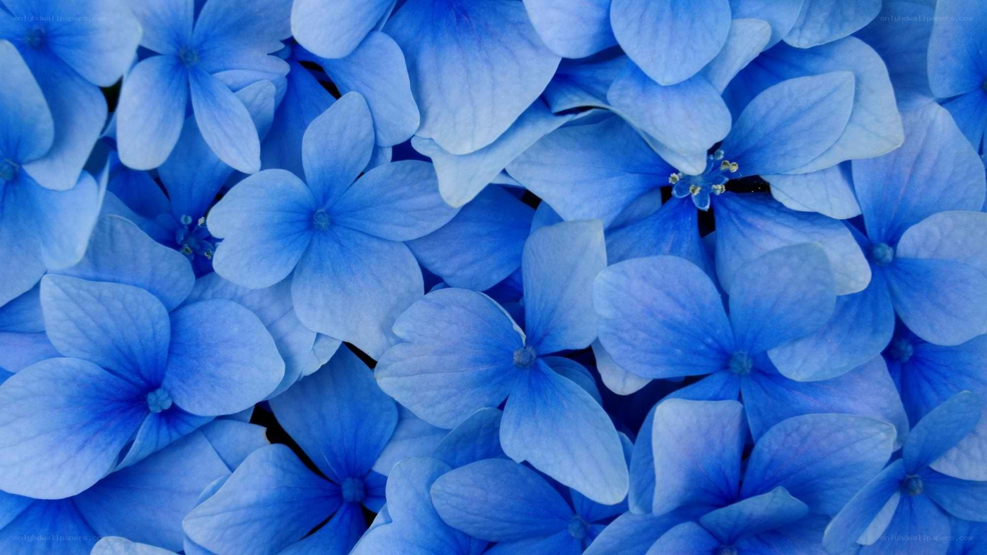 blue hydrangea flowers